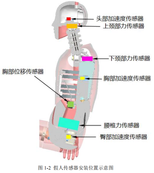 中国50 百分位人体坐姿假人